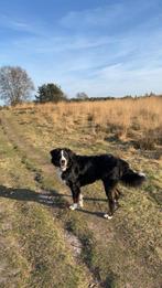 Berner Sennen 18 maanden oud, Dieren en Toebehoren, Rabiës (hondsdolheid), 1 tot 2 jaar, Eén hond, Nederland