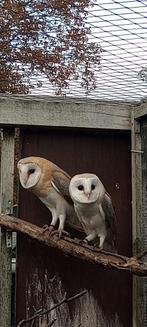 Jone Kerkuilen, Dieren en Toebehoren, Vogels | Overige Vogels, Meerdere dieren