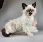 Selkirk rex katertje kindvriend. langhaar STAMBOOM gechipt, Dieren en Toebehoren, Kater, Gechipt, 0 tot 2 jaar