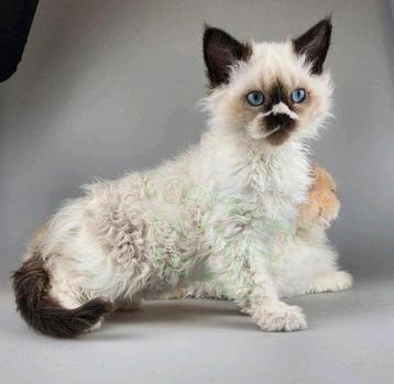 Selkirk rex katertje kindvriend. langhaar STAMBOOM gechipt beschikbaar voor biedingen