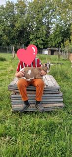 Toggenburger bokje, Dieren en Toebehoren, Schapen, Geiten en Varkens, Mannelijk, Geit, 0 tot 2 jaar
