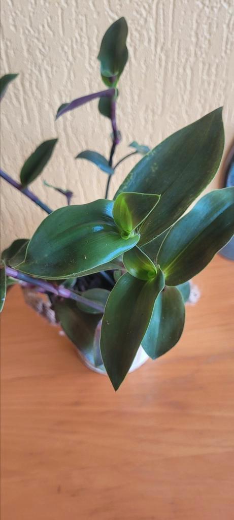 Tradescantia, Huis en Inrichting, Kamerplanten, Minder dan 100 cm, Halfschaduw, Ophalen