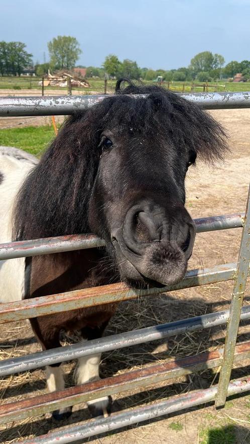 Verzorger gezocht voor 2 pony’s in omgeving Bennekom, Diensten en Vakmensen, Dieren | Paarden | Verzorging, Oppas en Les