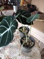 Alocasia Reginula Black Velvet, Ophalen, Overige soorten, Minder dan 100 cm