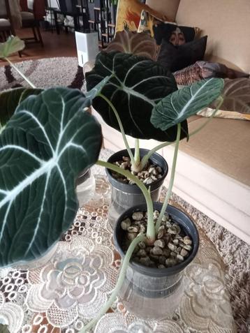Alocasia Reginula Black Velvet  beschikbaar voor biedingen