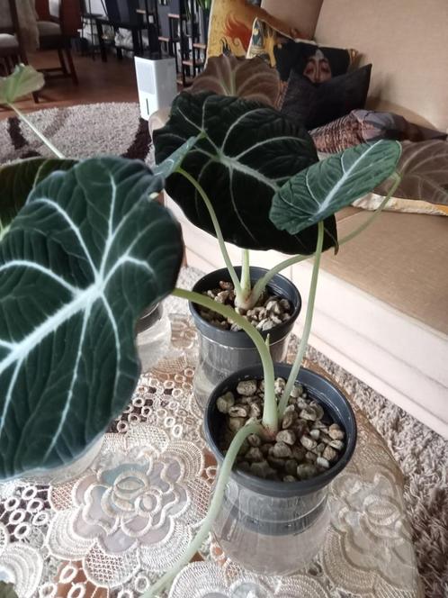 Alocasia Reginula Black Velvet, Huis en Inrichting, Kamerplanten, Overige soorten, Minder dan 100 cm, Ophalen