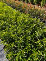 Portugese laurier 30cm in20cmpot €2 taxus baccata 40cm €3, Tuin en Terras, Planten | Tuinplanten, Ophalen, Bloeit niet, Overige soorten