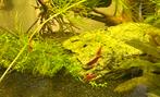Rode garnaaltjes Bloody Mary, high grade, Dieren en Toebehoren, Kreeft, Krab of Garnaal