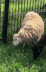 Handtam blond Ouessant ooi lam 11-4-25, Dieren en Toebehoren, Vrouwelijk, Schaap, 0 tot 2 jaar
