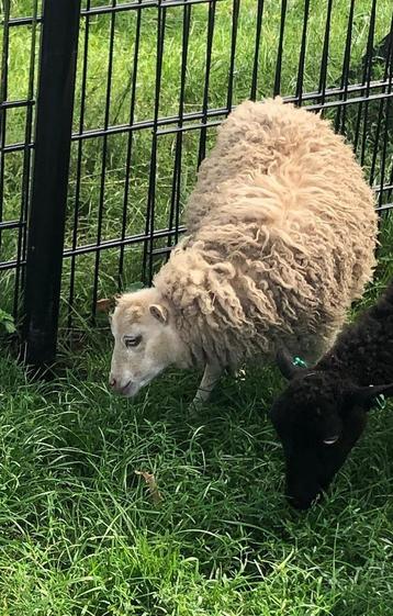 Handtam blond Ouessant ooi lam 11-4-25 beschikbaar voor biedingen