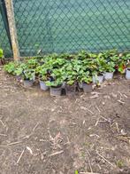 Aardbeien planten, Ophalen, Volle zon