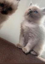 help ben telefoonnummer kwijt van de 2 mensen van poesjes, Dieren en Toebehoren, Katten en Kittens | Raskatten | Langhaar, Meerdere dieren