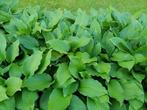 Hosta vaste plant aanbieding 4 voor 5 euro groen, Bodembedekkers, Vaste plant, Ophalen of Verzenden, Halfschaduw