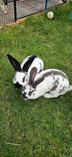 2 lieve lotharingers, Dieren en Toebehoren, Meerdere dieren, Groot, 0 tot 2 jaar