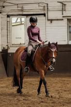 Bijrijder/verzorger aangeboden, Dieren en Toebehoren, Ophalen of Verzenden, Nieuw