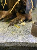 Guppy’s gold zo’n 30 stuks, Dieren en Toebehoren, Vissen | Aquariumvissen, Vis, Zoetwatervis
