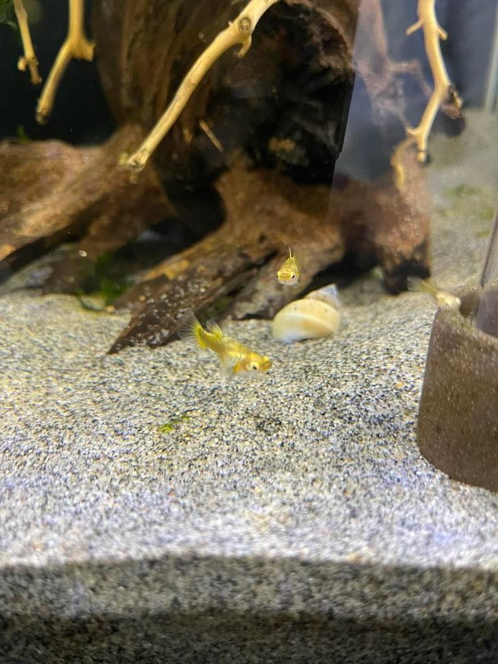 Guppy’s gold jongen zo’n 35 stuks, Dieren en Toebehoren, Vissen | Aquariumvissen, Zoetwatervis, Vis