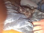 5 kittens te koop, Dieren en Toebehoren, Katten en Kittens | Overige Katten, Meerdere dieren