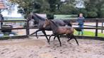 Lieve merrie zoekt goed thuis, Dieren en Toebehoren, Paarden, Merrie, Gechipt, Dressuurpaard, 7 tot 10 jaar