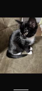 Kitten