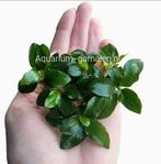 Anubias Nana Petite Aquariumplanten | Aquarium-garnalen, Dieren en Toebehoren, Vissen | Aquaria en Toebehoren, Ophalen of Verzenden