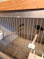 Gouldamedinnes, Meerdere dieren, Tropenvogel
