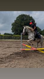 Verzorg/bijrijpony(of paard) gezocht‼️‼️, Dieren en Toebehoren, Ophalen of Verzenden, Nieuw, Rijden