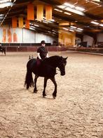 BIJRIJDSTER AANGEBODEN zie de beschrijving, Dieren en Toebehoren, Paarden en Pony's | Verzorgingsproducten, Ophalen, Nieuw