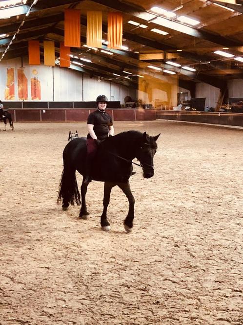 BIJRIJDSTER AANGEBODEN zie de beschrijving, Dieren en Toebehoren, Paarden en Pony's | Verzorgingsproducten, Nieuw, Ophalen