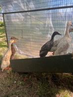 2 Loopeenden vrouwtjes een jaar oud 10€ p/st zwarte en bruin, Dieren en Toebehoren, Pluimvee, Vrouwelijk, Eend