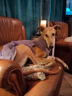 Rubio ter adoptie, Dieren en Toebehoren, Particulier, Rabiës (hondsdolheid), Reu, Galgo