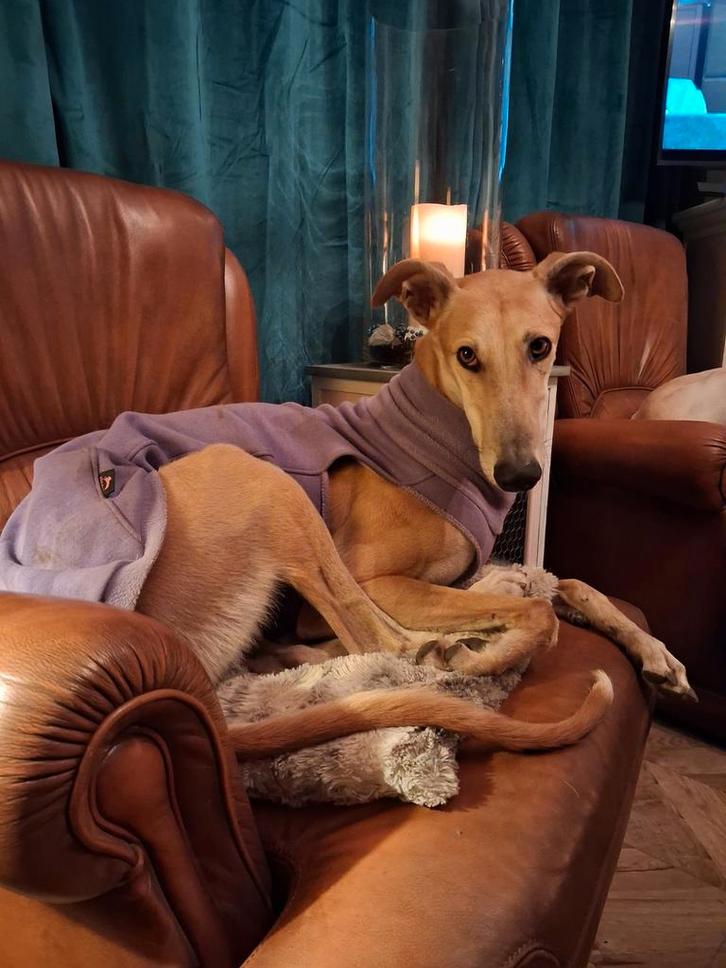 Rubio ter adoptie, Dieren en Toebehoren, Honden | Windhonden, Reu, Galgo, Particulier, Eén hond, Buitenland, 3 tot 5 jaar, CDV (hondenziekte)