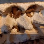 Rhyparobia maderae gold, Dieren en Toebehoren, Overige soorten