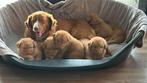 Nova Scotia duck tolling retriever pups met stamboom, Dieren en Toebehoren, Overige rassen, CDV (hondenziekte), 8 tot 15 weken