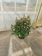 Sneeuwbal ( viburnum tinus), Vaste plant, Halfschaduw, Winter, Ophalen