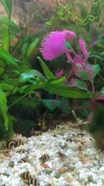 Mooie slaketende slakken Anatome Helena slakken, Dieren en Toebehoren, Vissen | Aquariumvissen, Slak of Weekdier