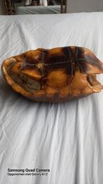 Schildpad Schild, Ophalen of Verzenden