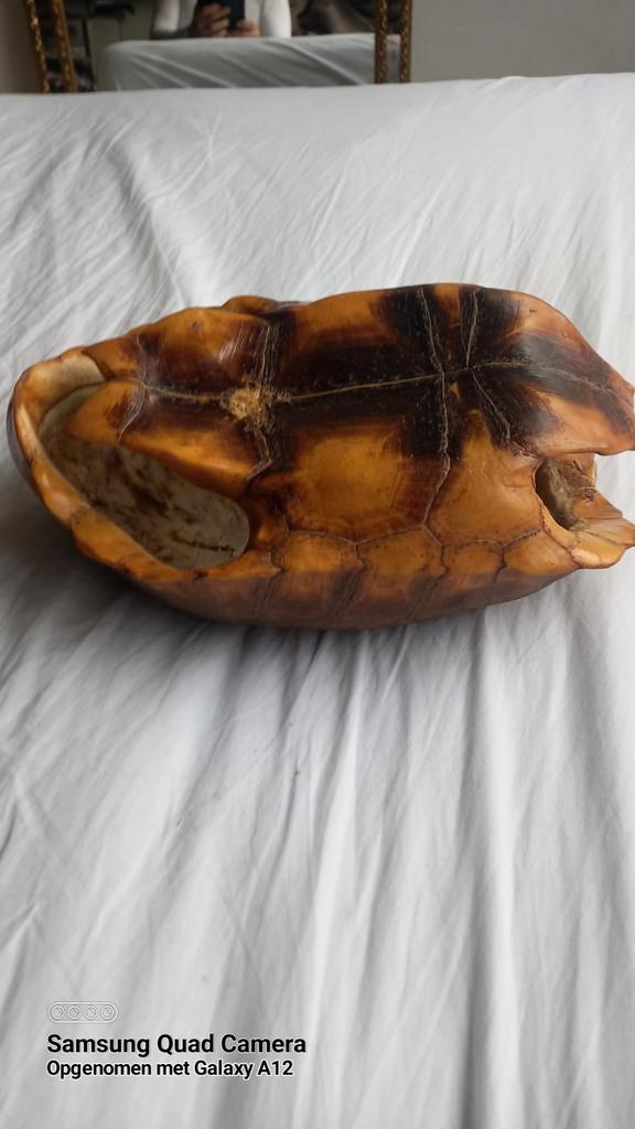 Schildpad Schild, Antiek en Kunst, Antiek | Overige Antiek, Ophalen of Verzenden