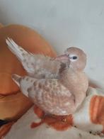 Jonge lachduifjes op aanvraag, Meerdere dieren, Overige soorten