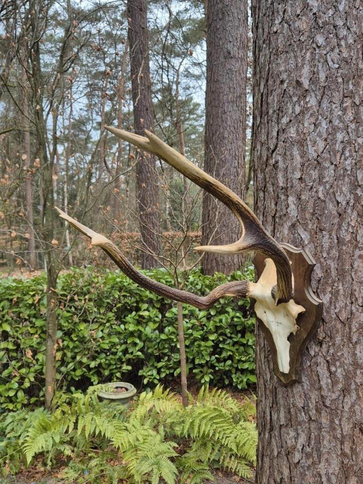 Groot Stoer Ruig Gewei Mancave Jacht Landelijk Jagen, Verzamelen, Dierenverzamelingen, Gebruikt, Gewei of Kop, Hert, Ophalen