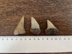 Carcharodon hastalis Mill Langenboom fossiele haaientanden, Verzamelen, Mineralen en Fossielen, Verzenden, Fossiel
