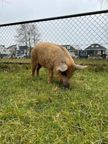 Jong wolvarken beschikbaar voor biedingen