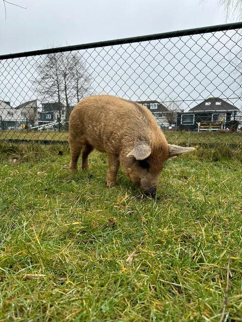 Jong wolvarken, Dieren en Toebehoren, Schapen, Geiten en Varkens, Varken, Mannelijk, 0 tot 2 jaar