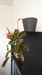 Prayer plant (Maranta leuconeura) with vase, Huis en Inrichting, Kamerplanten, Minder dan 100 cm, Halfschaduw, Ophalen