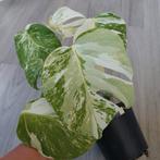 Monstera albo variegata plant mint bladeren, Ophalen of Verzenden, Overige soorten, Minder dan 100 cm