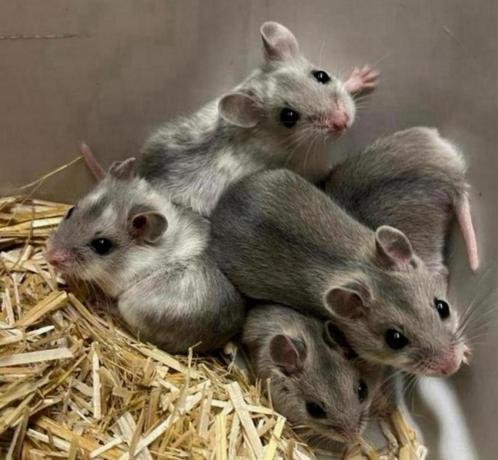 Jonge tamme dwerghamsters ( rechtstreeks van de fokker), Dieren en Toebehoren, Knaagdieren, Meerdere dieren, Hamster, Juli, Tam