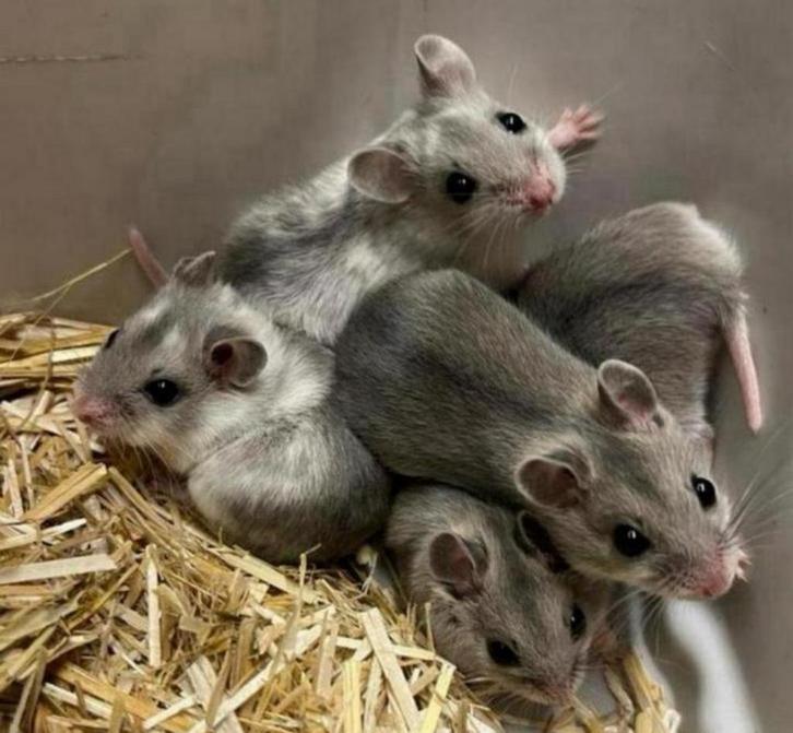 Jonge tamme chinese dwerghamsters ( fokker, geen groothandel, Dieren en Toebehoren, Knaagdieren, Meerdere dieren, Hamster, Juli