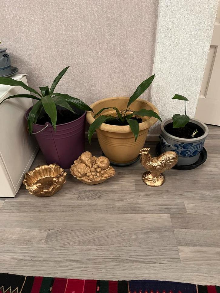 Diverse kamerplanten, Huis en Inrichting, Kamerplanten, Ficus, Minder dan 100 cm, Groene kamerplant, Halfschaduw, In pot, Ophalen of Verzenden