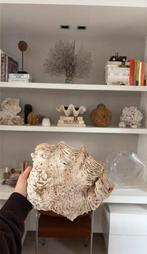 Grote antieke doopvont schelp / 25 x 20 cm, Verzamelen, Ophalen of Verzenden, Schelp(en)