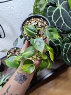 Philodendron Brasil, Huis en Inrichting, Kamerplanten, Overige soorten, In pot, Minder dan 100 cm, Groene kamerplant